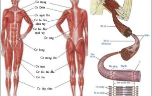 các loại cơ trên cơ thể